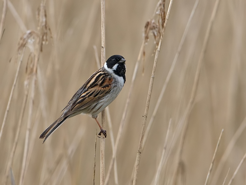 Emberiza schoeniclus Reed Bunting Rietgors